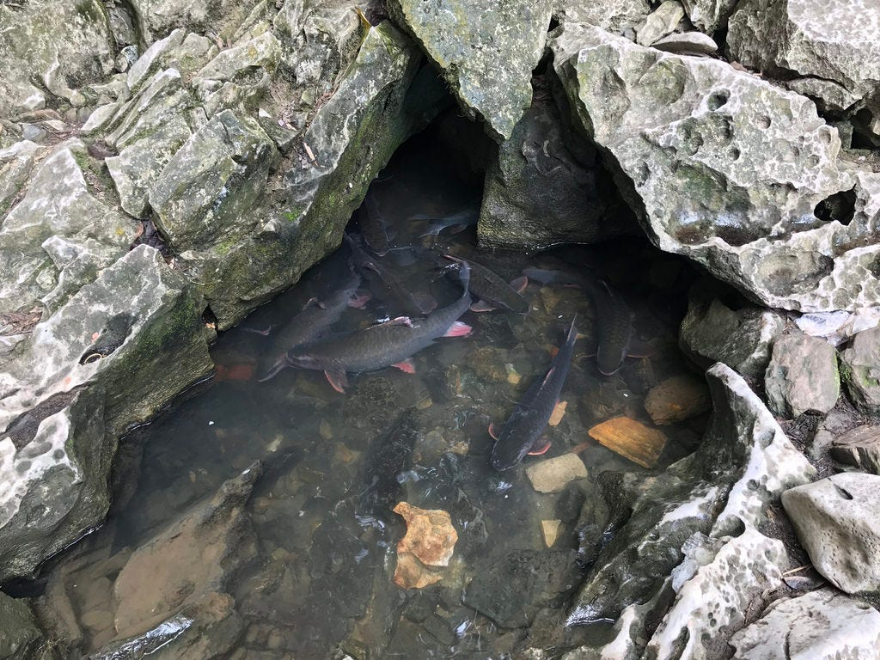 Sacred fish visible in a rocky stream pool.